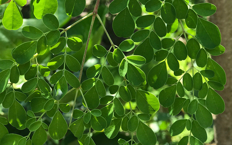 All about the Moringa: 6 Amazing Health Benefits